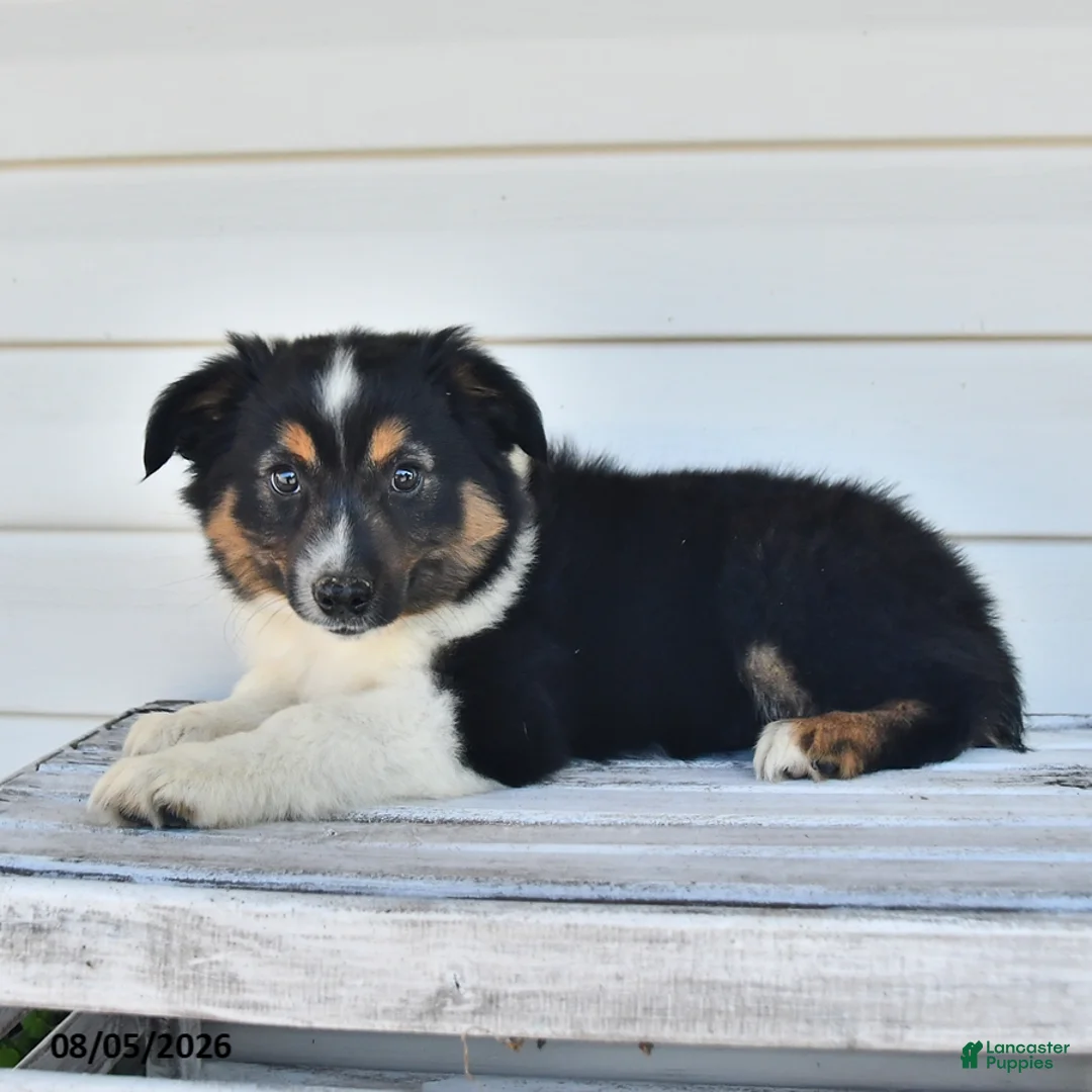 Miniature Australian Shepherd dogs for sale: Dusty - Ad 3