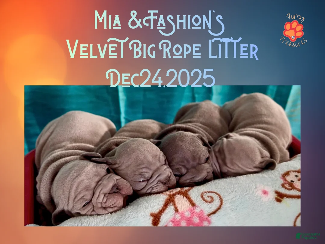 French Bulldog dogs for sale: Prestyn “Orange” Collar Male - Ad 14