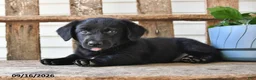 Mixed Breed dogs for sale: Shadow - Ad 2