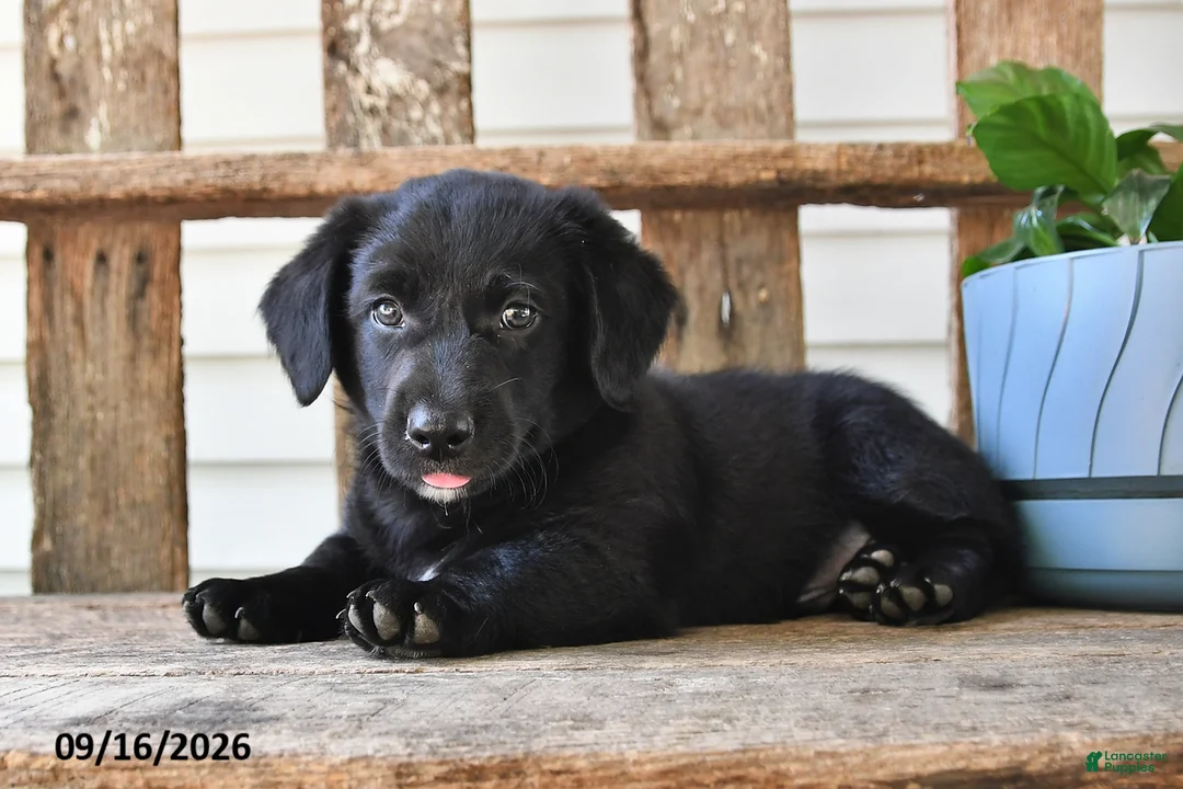 Mixed Breed dogs for sale: Shadow - Ad 2