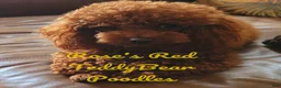 Toy Poodle dogs for sale: Toy Poodle 1 - Ad 3