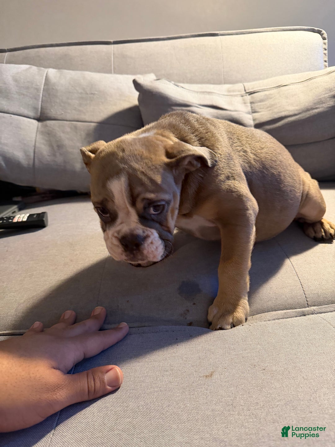 English Bulldog dogs for sale: Georgia - Ad 6