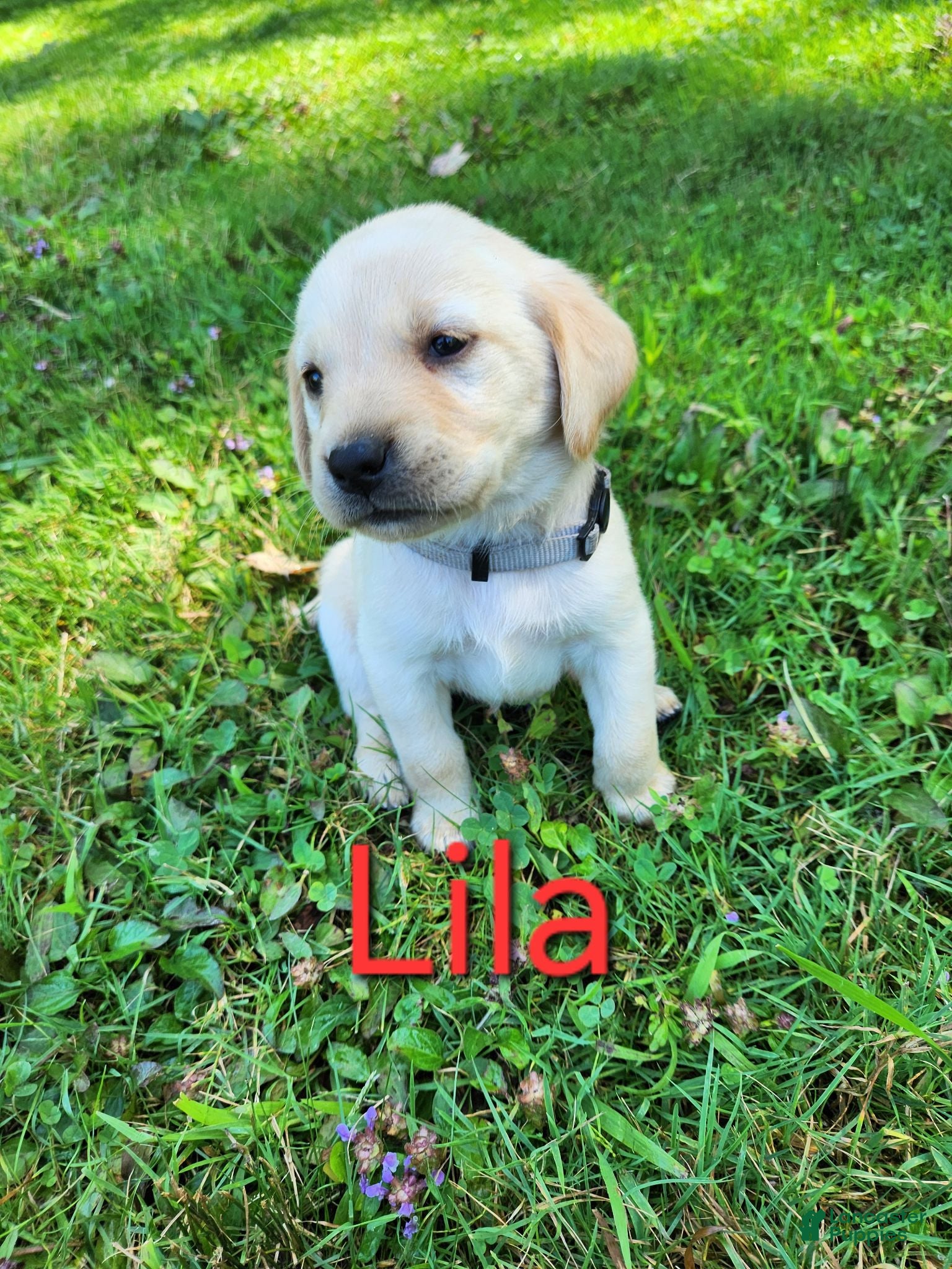 Labrador Retriever dogs Lila - Ad 11