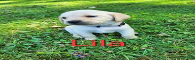 Lila