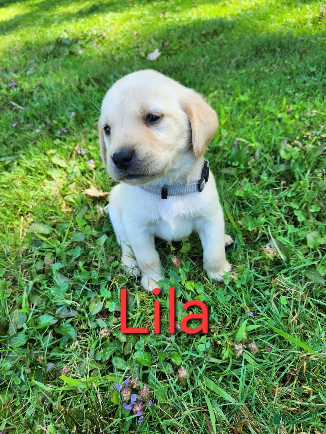 Labrador Retriever dogs for sale: Lila - Ad 1
