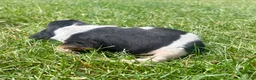 Beagle dogs for sale: Miss violet - Ad 5
