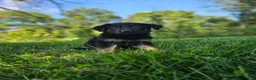 German Shepherd dogs for sale: Sally - Ad 3