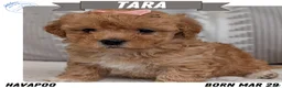 Havapoo dogs for sale: Tara - Ad 1