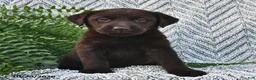 Labrador Retriever dogs for sale: Charmer  - Ad 4