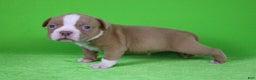 American Bully dogs for sale: Lilac/White Male - Ad 3