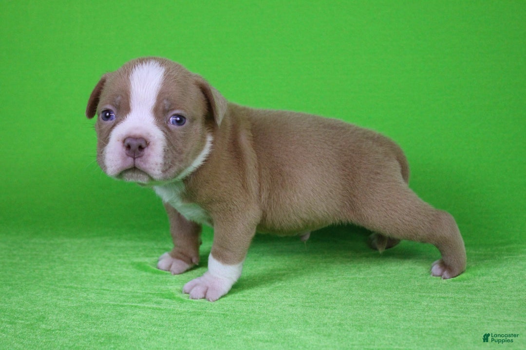 American Bully dogs for sale: Lilac/White Male - Ad 3