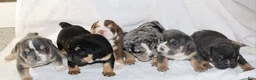 English Bulldog dogs for sale: Dominik - Ad 4