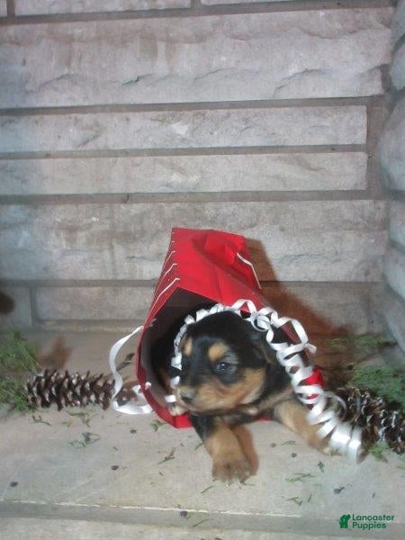 Mixed Breed dogs Aspen - Ad 17