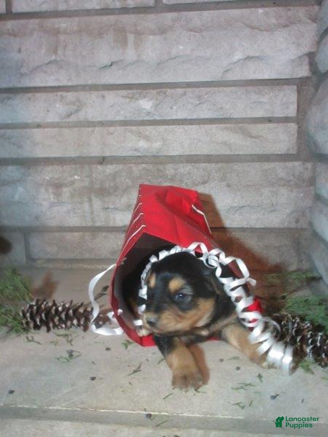 Mixed Breed dogs for sale: Aspen - Ad 1