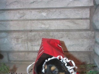 Mixed Breed dogs Aspen - Ad 17