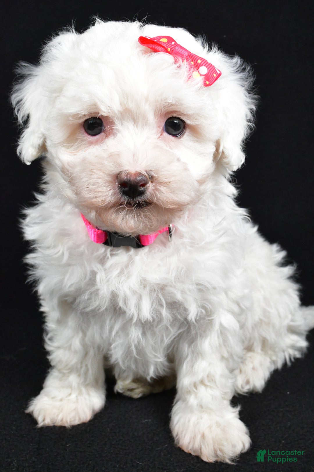 Maltipoo dogs for sale: Joy - Ad 7