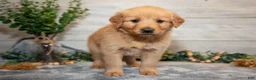Golden Retriever dogs for sale: Riley - Ad 3