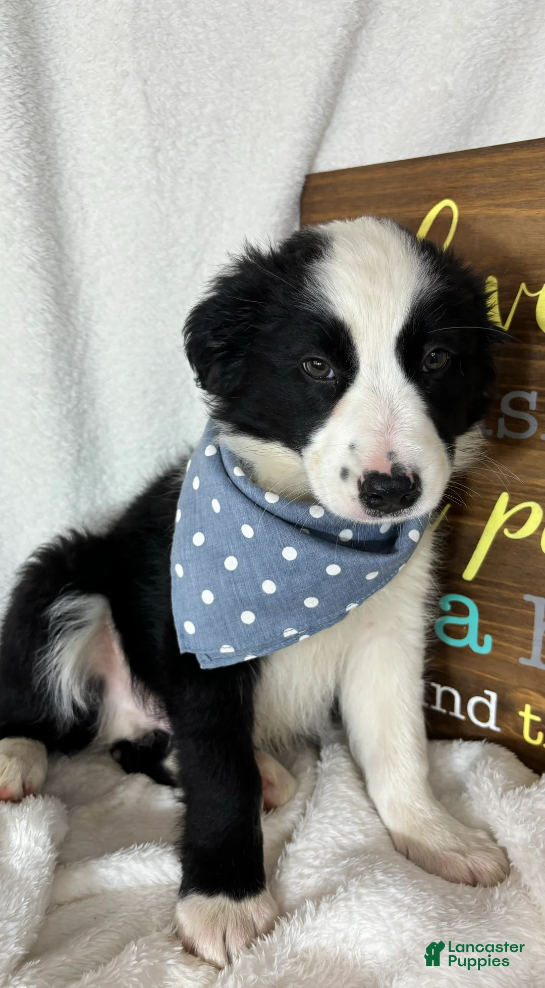 Border Collie dogs for sale: Boomer - Ad 6
