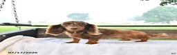 Miniature Dachshund dogs for sale: Prince   - Ad 6