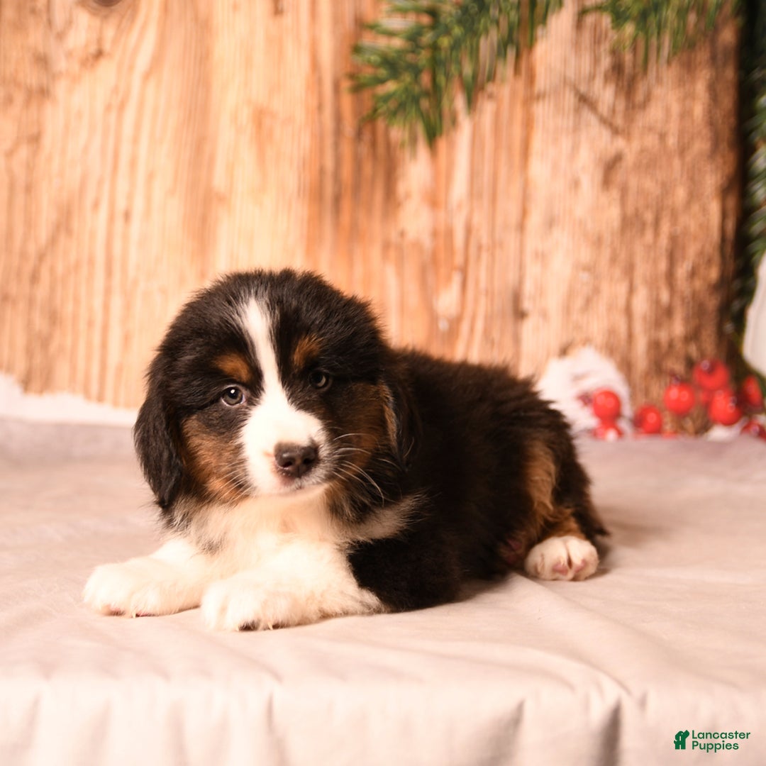 Miniature Australian Shepherd dogs for sale: Blizzard - Ad 5