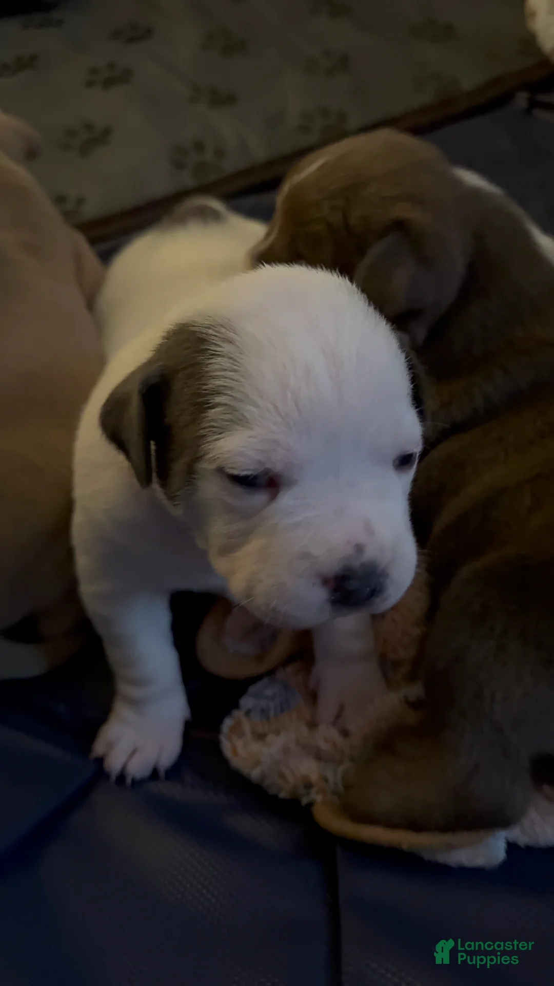 American Bully dogs for sale: American Bully Puppy KILO - Ad 13