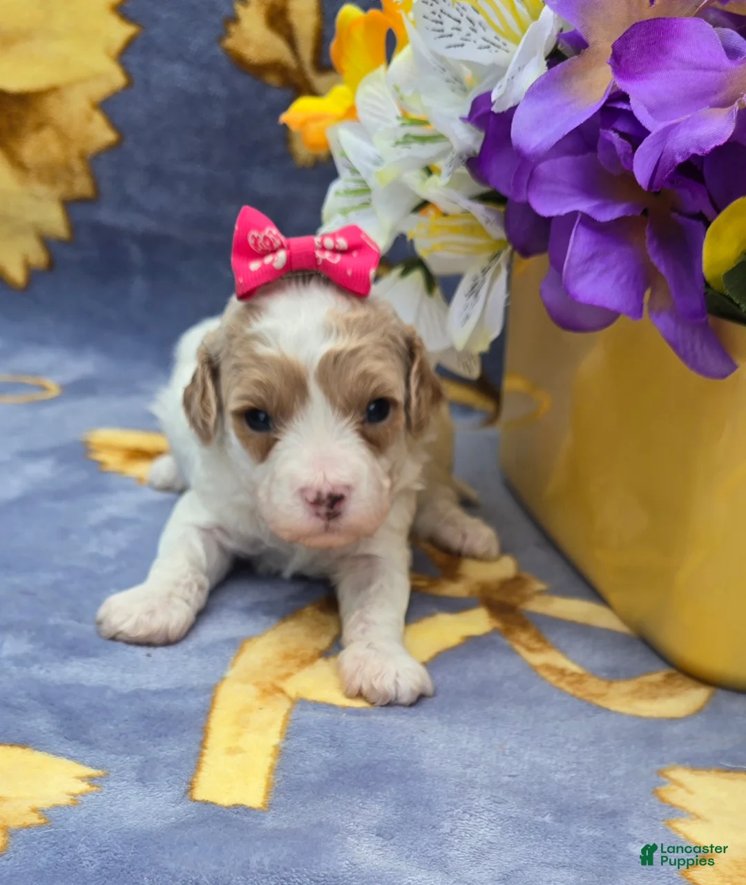 Cavapoo dogs for sale: Island - Ad 2