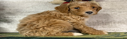 Miniature Poodle dogs for sale: Stella - Ad 3