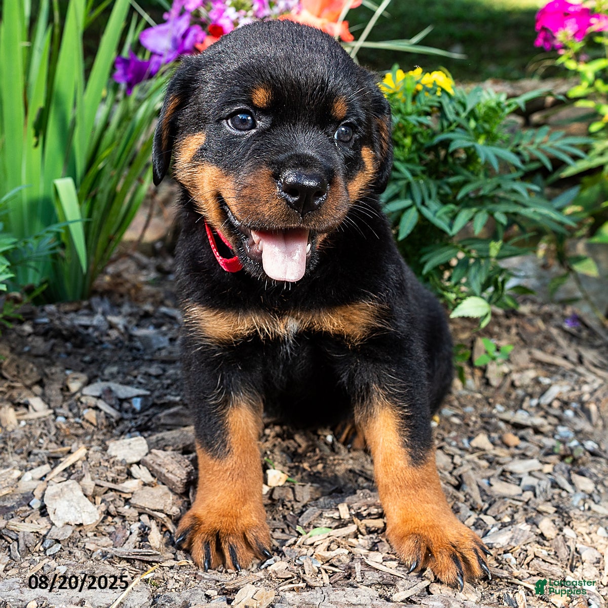 Dog Puppy Average Price Of Rottweiler Puppies Cost Of Owning A