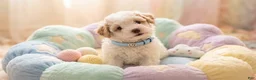 Maltipoo dogs for sale: MALE - Ad 4