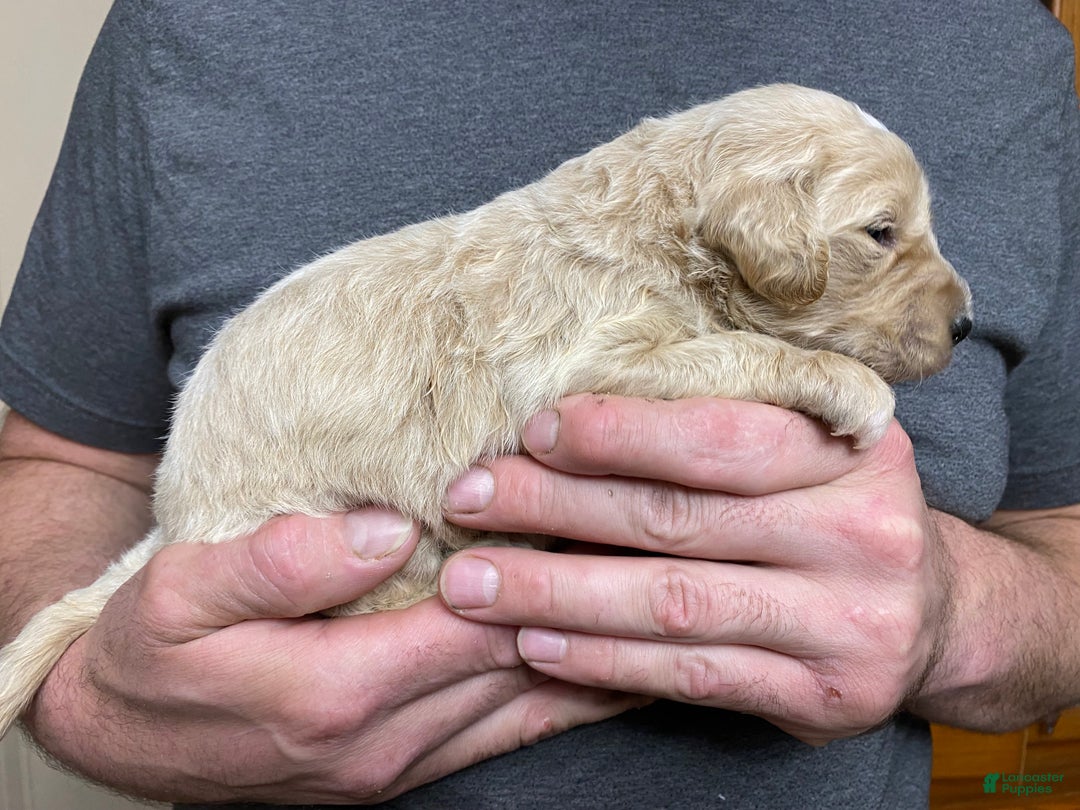 Goldendoodle dogs for sale: Goldendoodle Puppy 1 - Ad 2