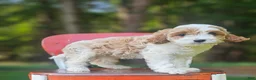 Cavapoo dogs for sale: Bailey - Ad 3