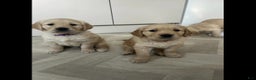 Golden Retriever dogs for sale: Golden Retriever Puppy 1 - Ad 3