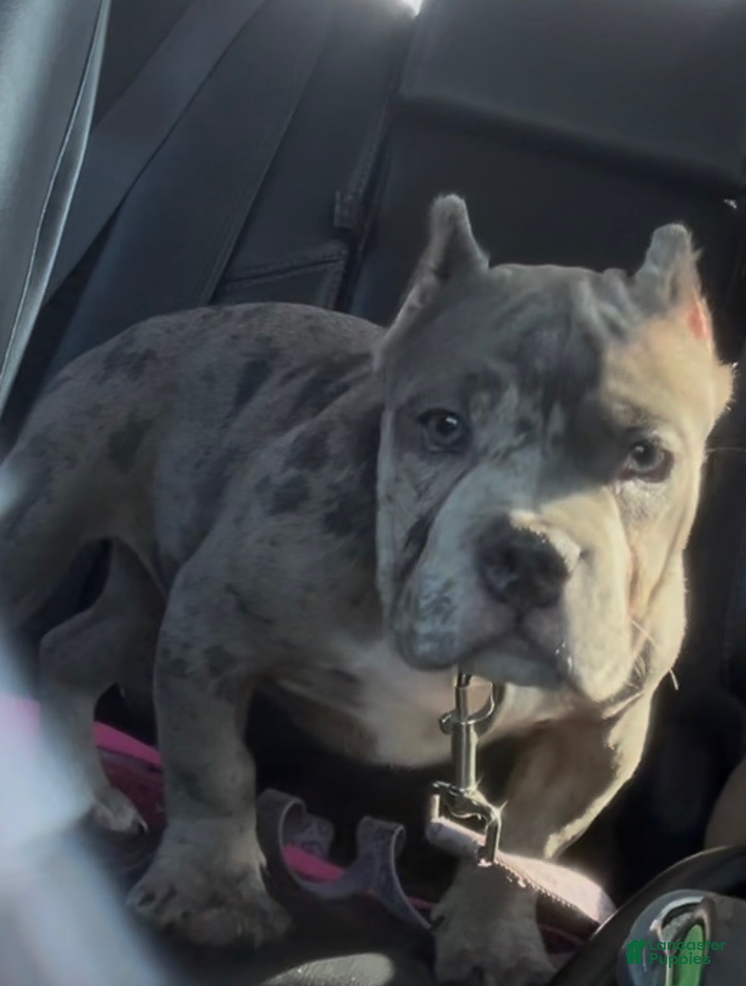 American Bully dogs Avenga - Ad 2