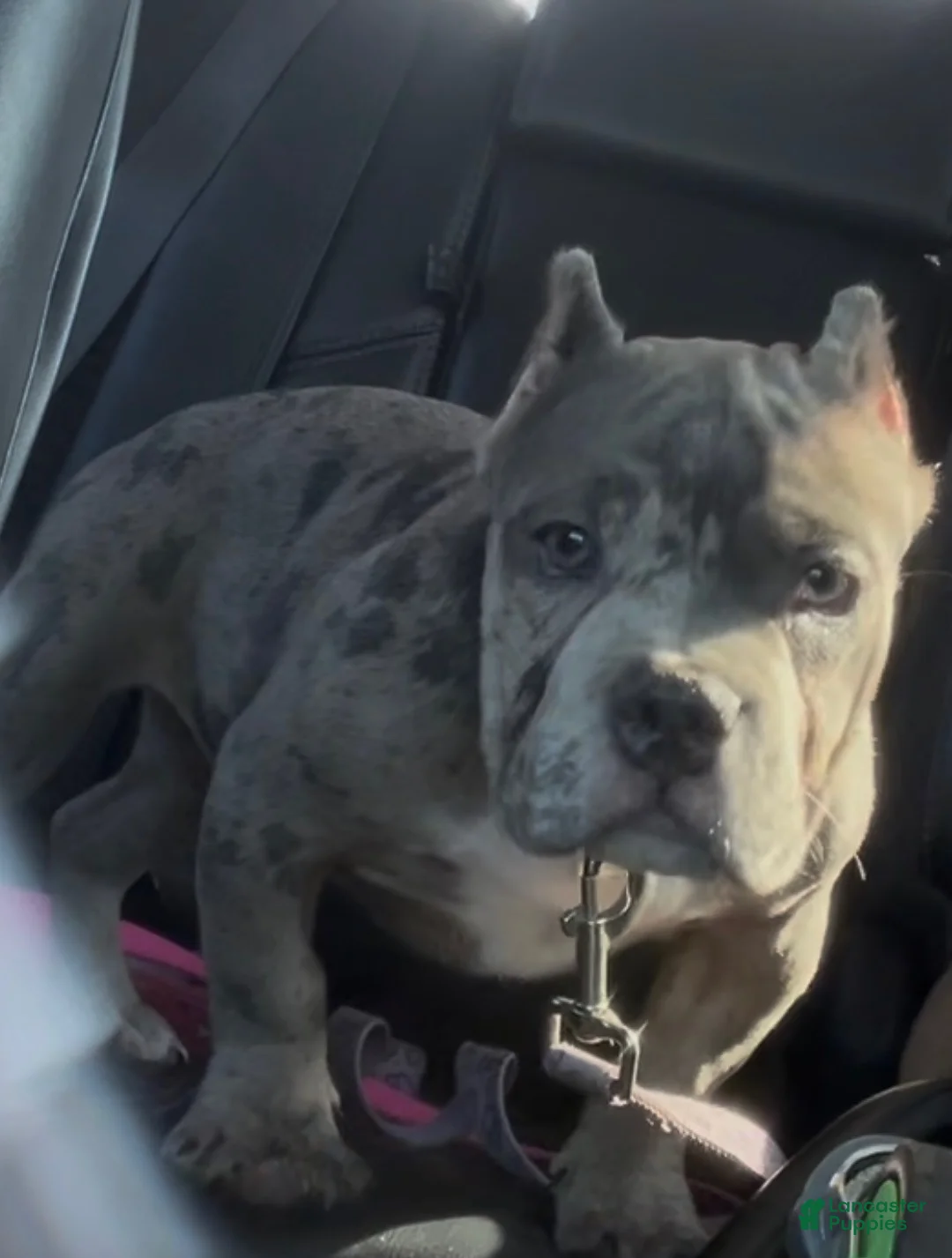 American Bully dogs for sale: Avenga - Ad 2