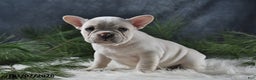 French Bulldog dogs for sale: Charlotte - Ad 3