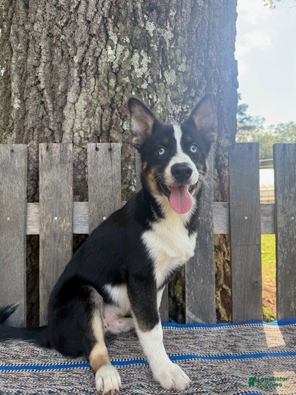 Pomsky dogs Diesel - Ad 2