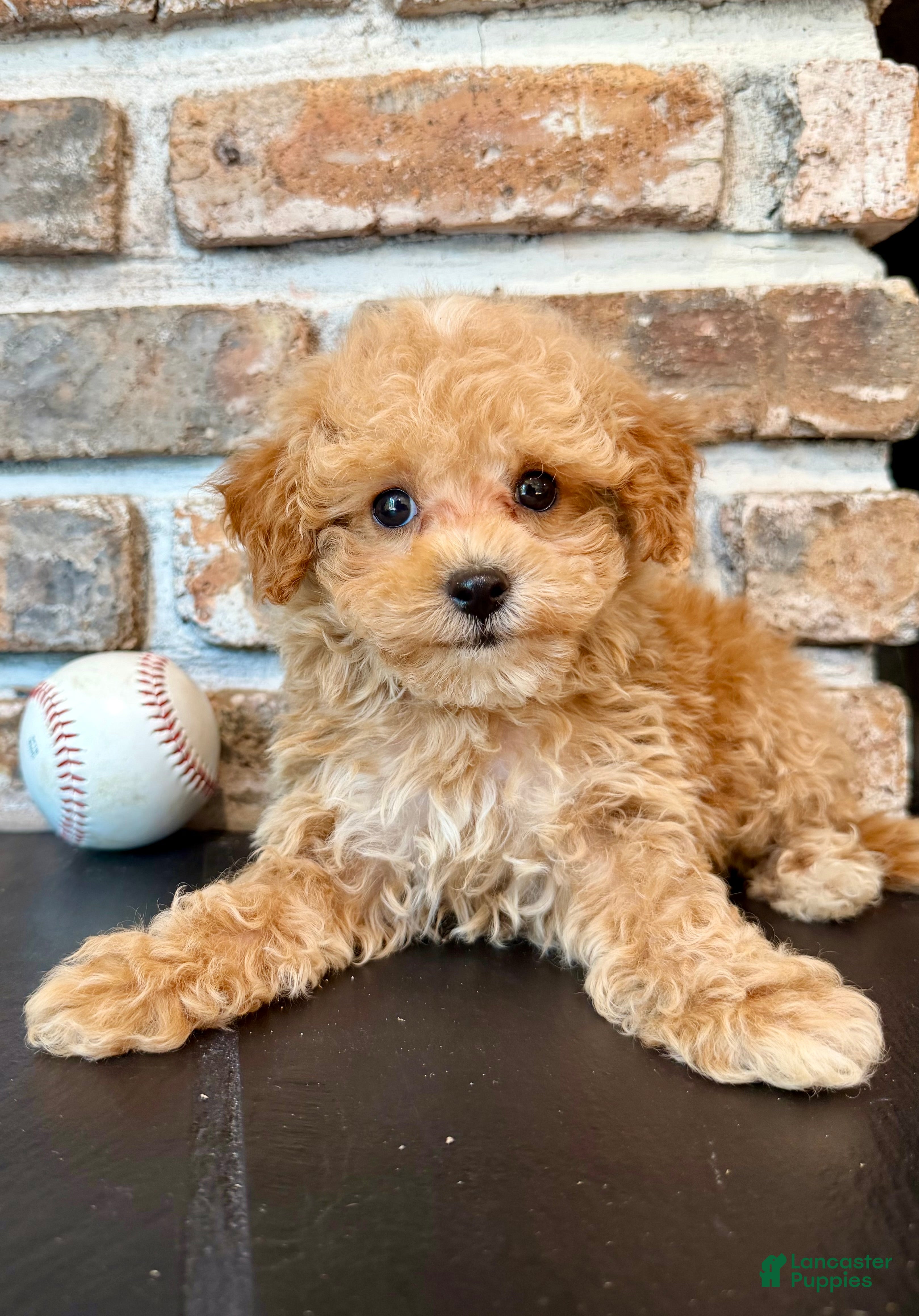 Cavapoo dogs Slugger - Ad 1