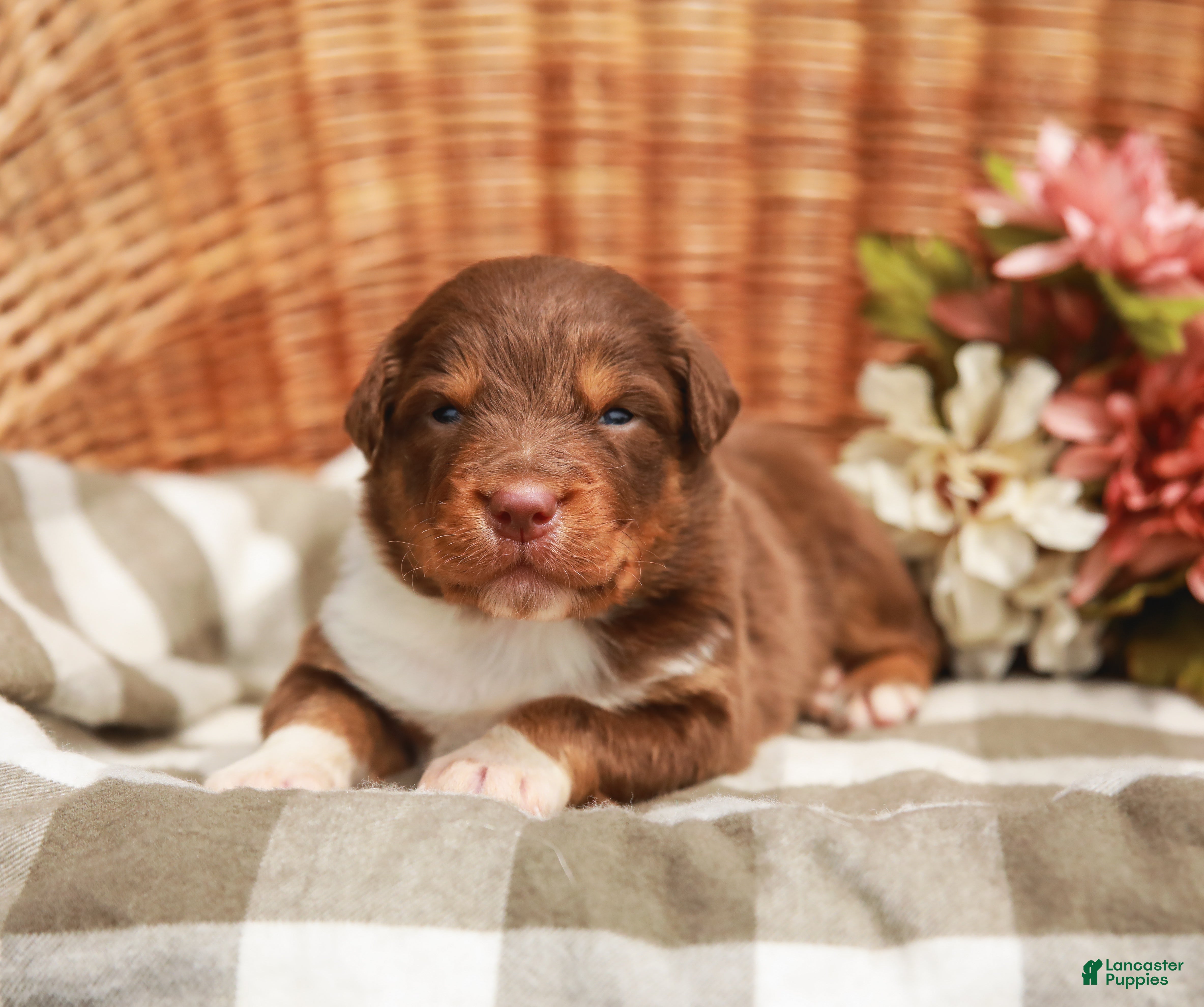 Australian Shepherd dogs Cole - Ad 2