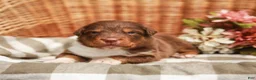 Australian Shepherd dogs for sale: Cole - Ad 2