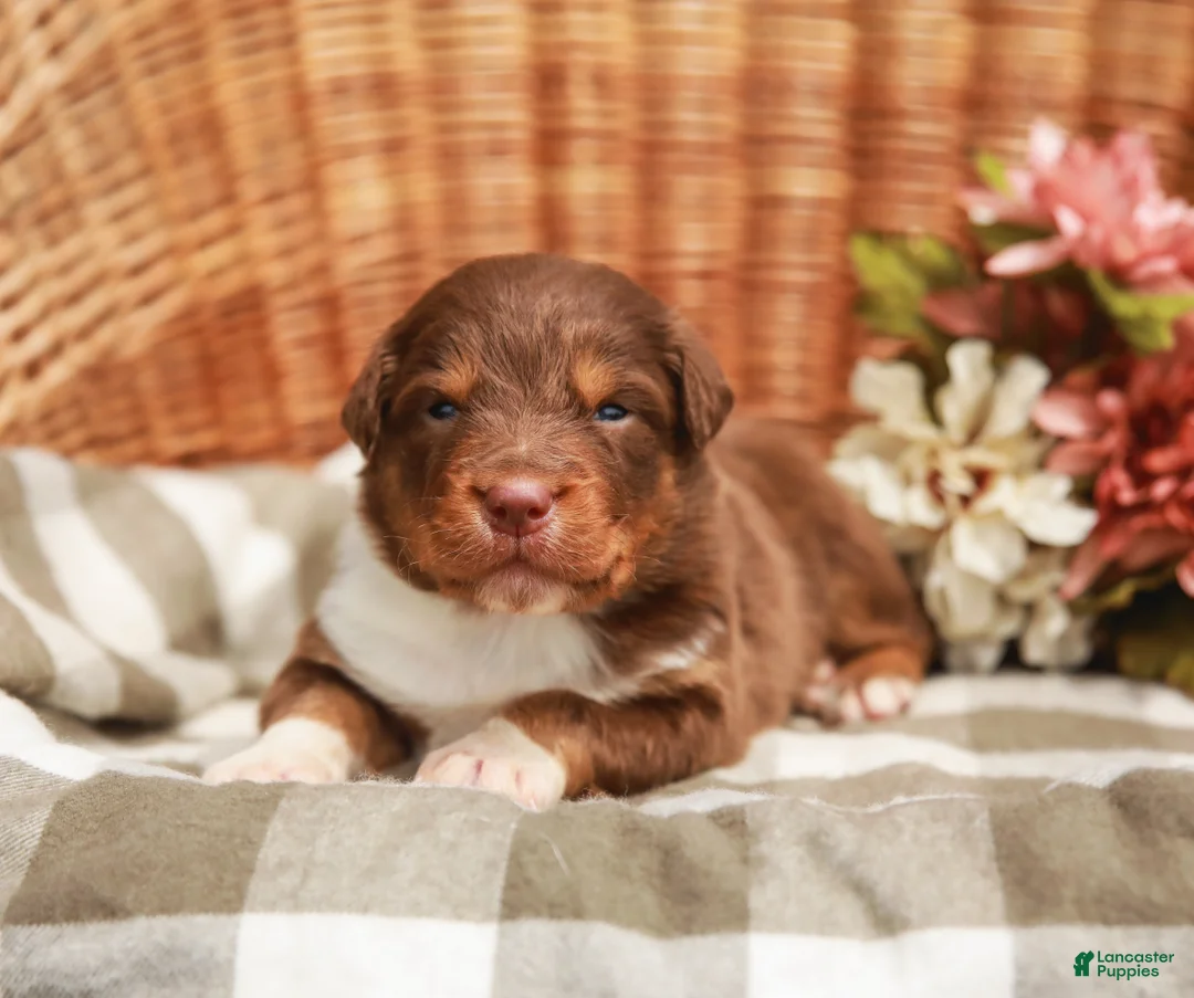 Australian Shepherd dogs for sale: Cole - Ad 2