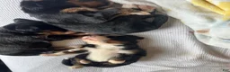 Bernese Mountain Dog dogs for sale: Dark Pink Female - Ad 10