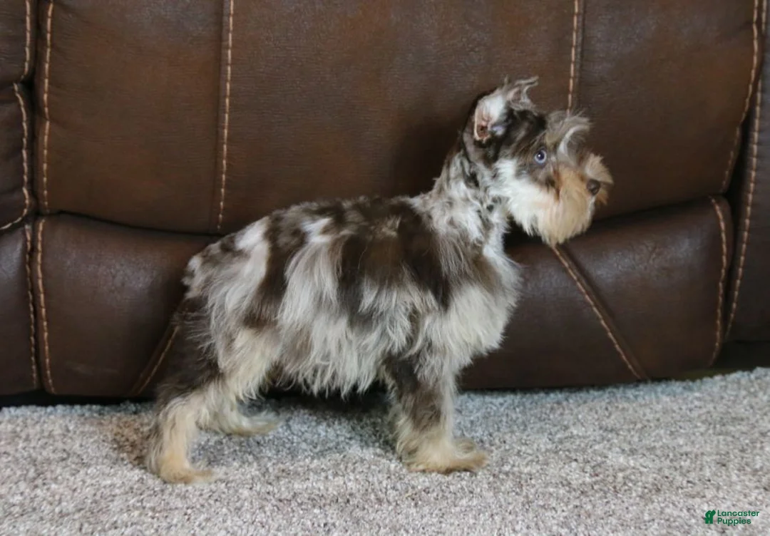 Miniature Schnauzer dogs for sale: Gunner - Ad 5