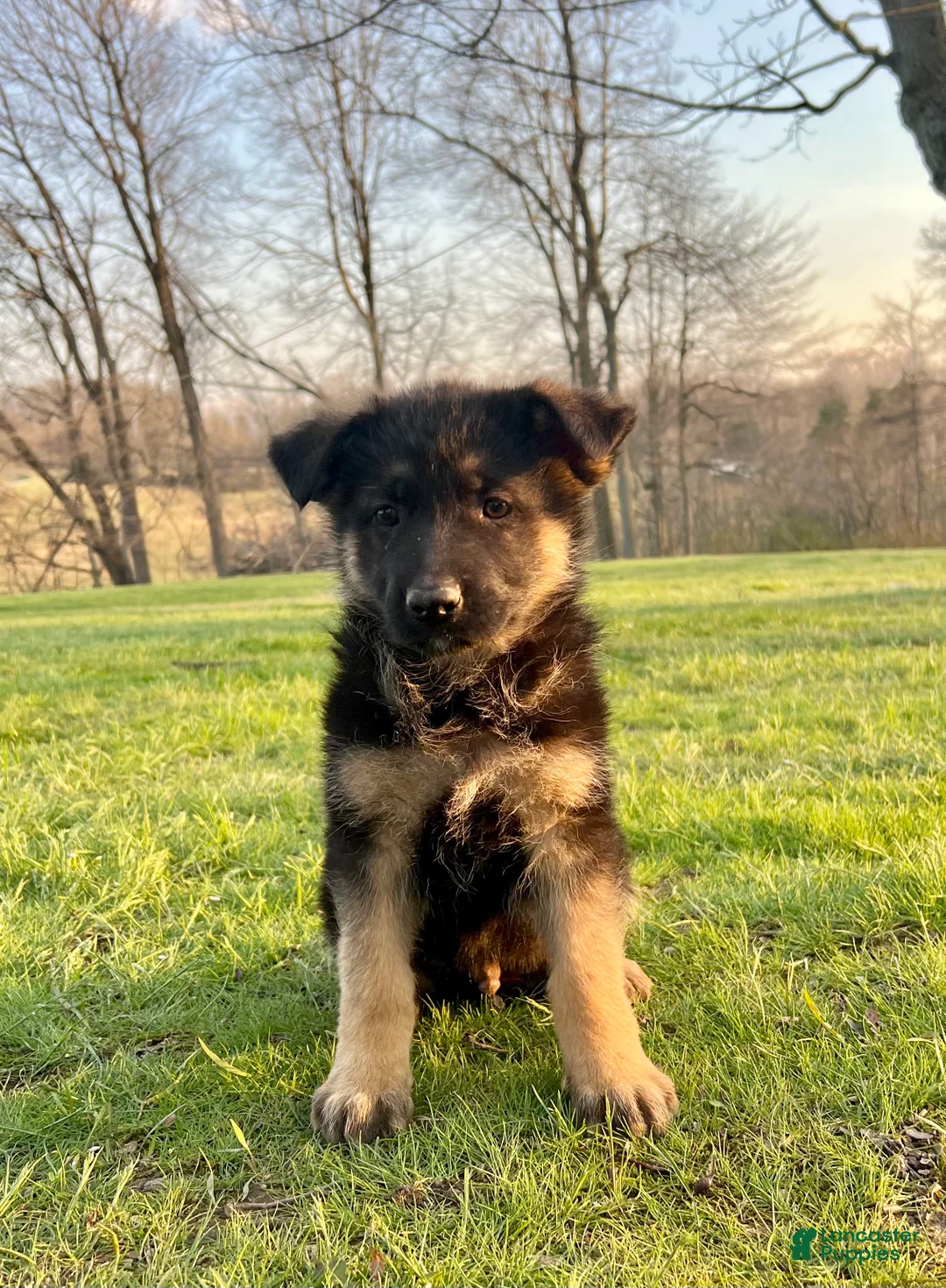German Shepherd dogs for sale: Teton - Ad 1
