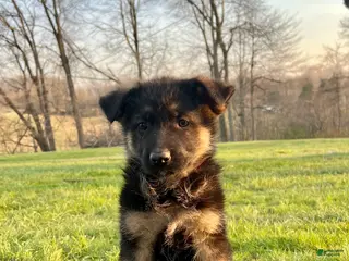 German Shepherd dogs for sale: Teton - Ad 3