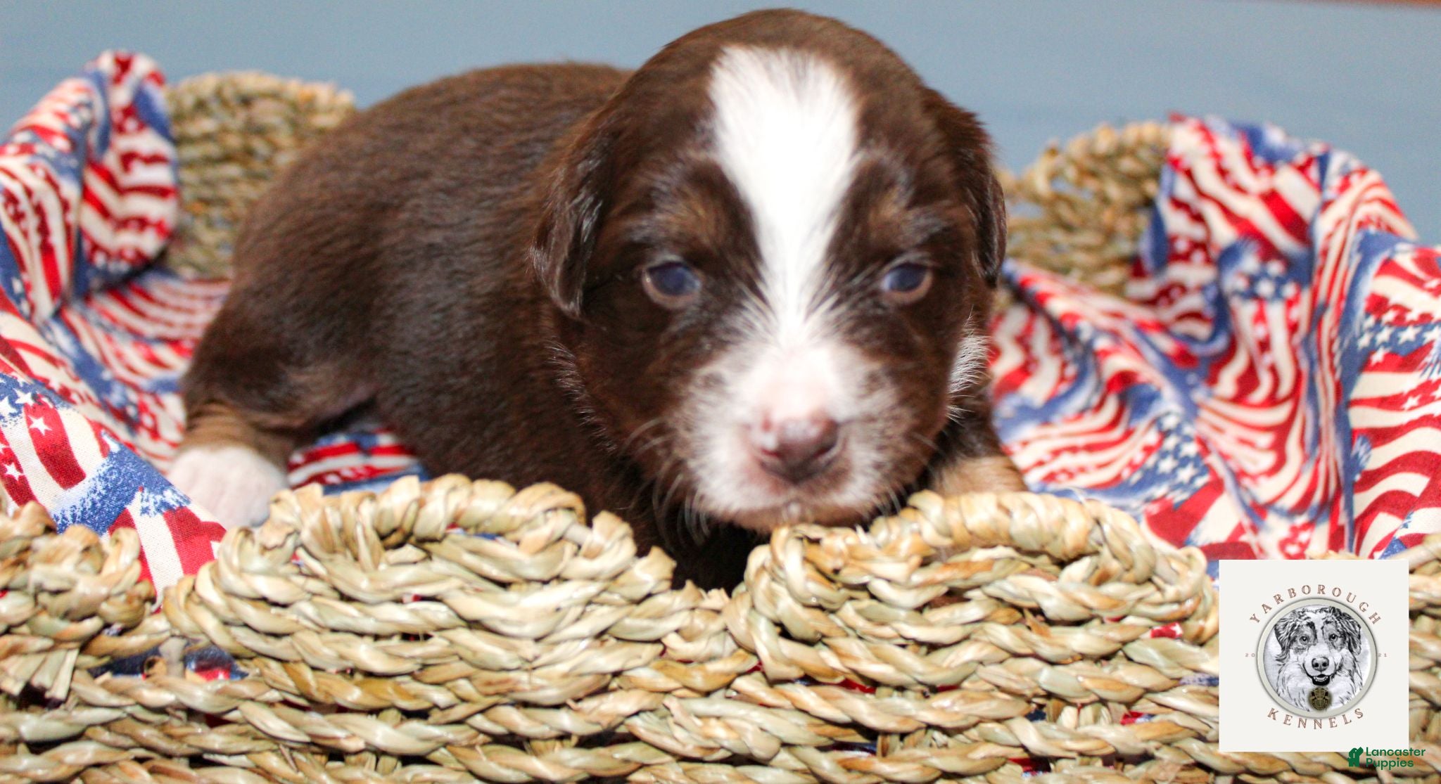 Miniature Australian Shepherd dogs Nancy Reagan - Ad 1