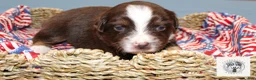 Miniature Australian Shepherd dogs for sale: Nancy Reagan - Ad 2