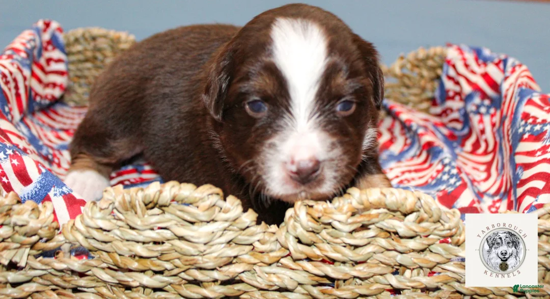 Miniature Australian Shepherd dogs for sale: Nancy Reagan - Ad 2