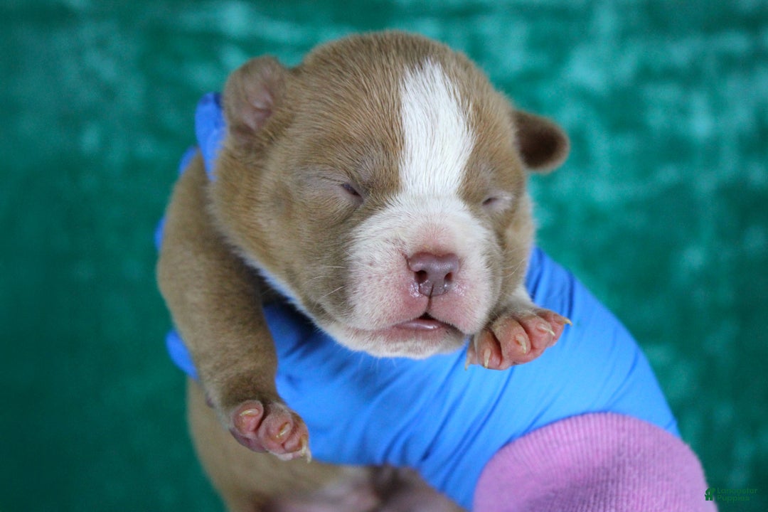 American Bully dogs for sale: Lilac/White Male - Ad 7