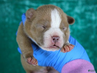 American Bully dogs - Ad 10