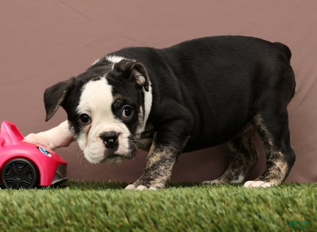 English Bulldog dogs Riley - Ad 2